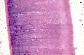 Epithlium prismatique simple. Intestin d'Ascaris sp.   TM   FG