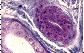 Epithlium cubique bistratifi. Glande sudoripare. Singe.   TM   FG