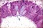Epithlium prismatique pseudostratifi cili avec cellules caliciformes. Trache de mammifre.   TM   FG