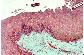 Epithlium pavimenteux multistratifi.  Oesophage de carnivore.   TM   MG