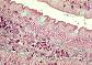 Cellules caliciformes. Intestin grle de cheval.   TM  MG