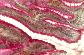 Epithlium scrtoire,  (suite).   PAS-H-AUR   FG