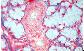 Glande exocrine tubulo-acineuse. Glande sous-mandibulaire de chien.   TM   FG