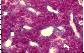 Glande endocrine. Cortico-surrnale de mammifre.   TM   FG