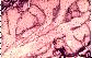 Glande holocrine. Glande sbace de mammifre.   TM   MG