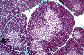 Thymus de singe   TM   MG