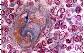 Thymus de singe   TM   TFG