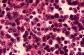 Thymus de singe   TM   FG