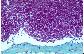 Ganglion lymphatique de chien.   TM   FG